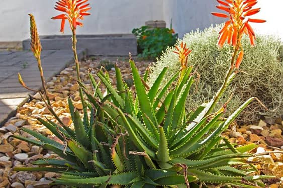 Aloe vera