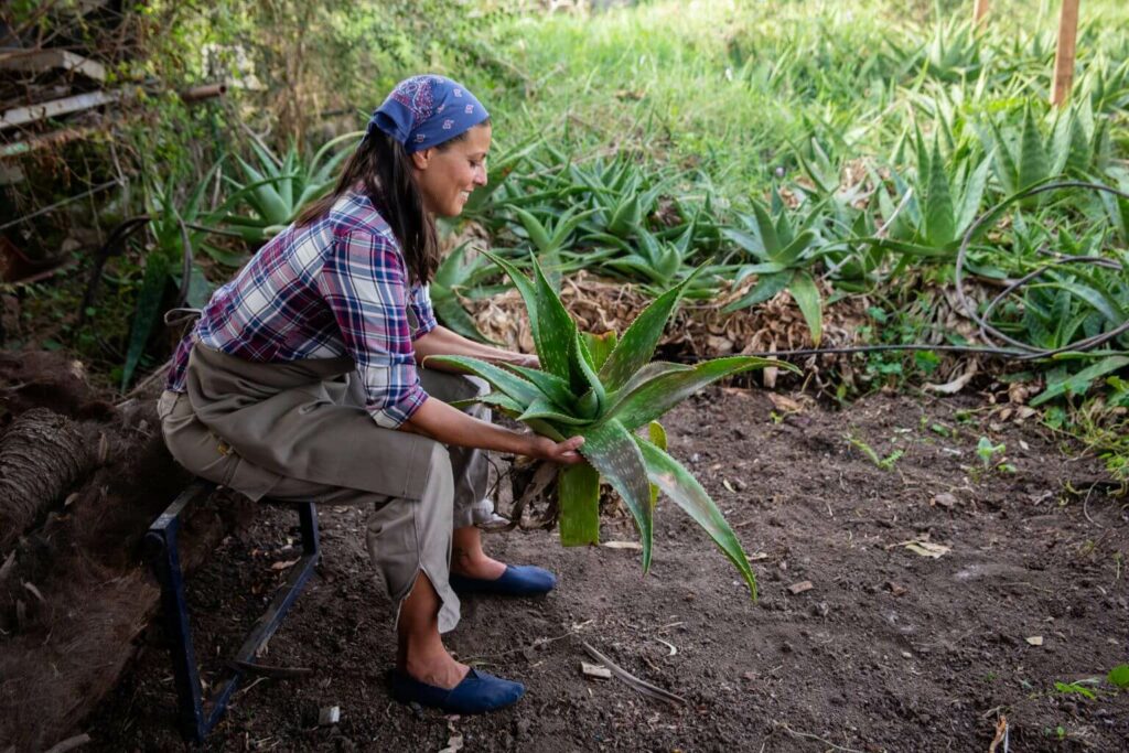 Anbau von Bio Aloe vera